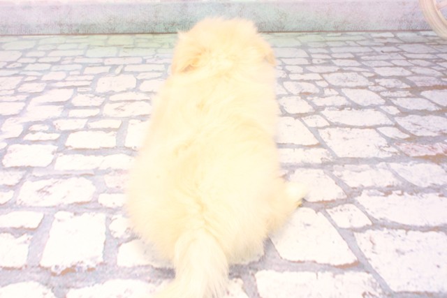 大阪府のポメマル/マルポメ(ポメラニアン×マルチーズ) (Coo&RIKU心斎橋店/2025年10月29日生まれ/女の子/ホワイト)の子犬の4枚目の画像