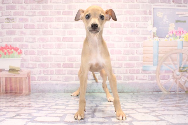 イタリアングレーハウンド