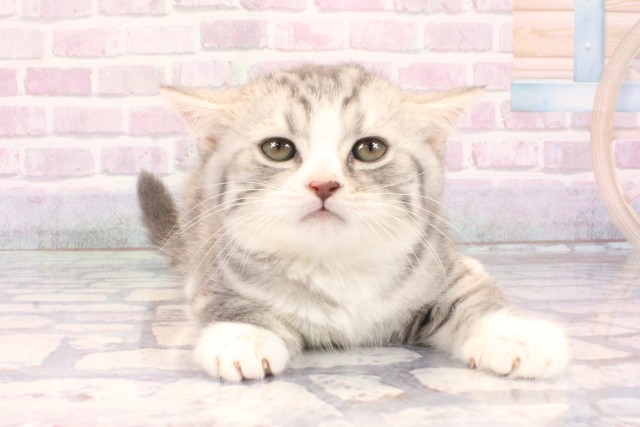 大阪府のスコティッシュフォールド (Coo&RIKU阿倍野店/2025年10月30日生まれ/女の子/ブルータビー)の子猫の1枚目の画像