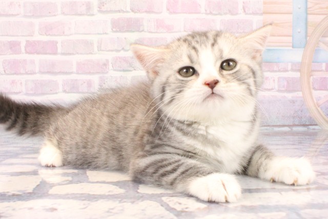 大阪府のスコティッシュフォールド (Coo&RIKU阿倍野店/2025年10月30日生まれ/女の子/ブルータビー)の子猫の2枚目の画像