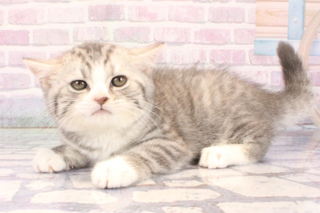 大阪府のスコティッシュフォールド (Coo&RIKU阿倍野店/2025年10月30日生まれ/女の子/ブルータビー)の子猫の3枚目の画像