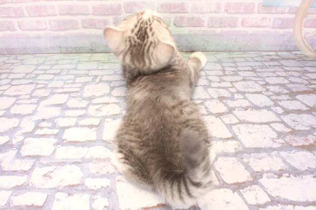 大阪府のスコティッシュフォールド (Coo&RIKU阿倍野店/2025年10月30日生まれ/女の子/ブルータビー)の子猫の4枚目の画像