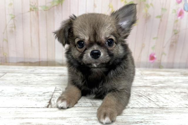 神奈川県のチワワ(ロング) (Coo&RIKU藤沢店/2025年10月27日生まれ/女の子/レッドホワイト)の子犬の1枚目の画像