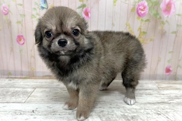 神奈川県のチワワ(ロング) (Coo&RIKU藤沢店/2025年10月27日生まれ/女の子/レッドホワイト)の子犬の2枚目の画像