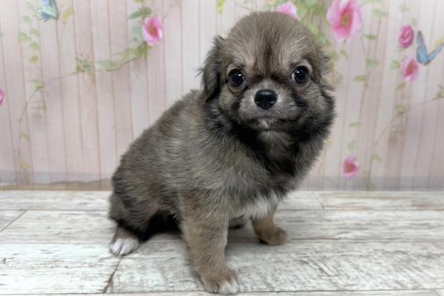 神奈川県のチワワ(ロング) (Coo&RIKU藤沢店/2025年10月27日生まれ/女の子/レッドホワイト)の子犬の3枚目の画像