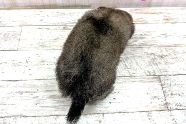 神奈川県のチワワ(ロング) (Coo&RIKU藤沢店/2025年10月27日生まれ/女の子/レッドホワイト)の子犬の4枚目の画像