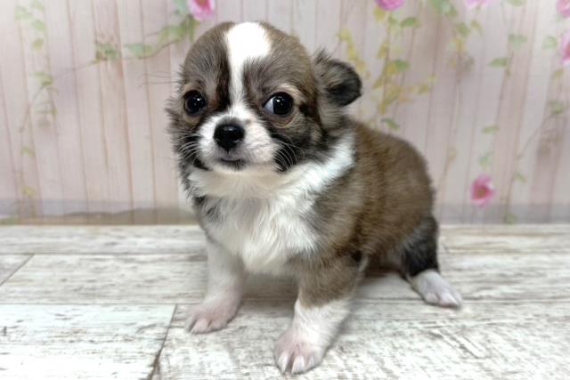 神奈川県のチワワ(ロング) (Coo&RIKU横須賀店/2025年10月27日生まれ/女の子/レッドホワイト)の子犬の2枚目の画像