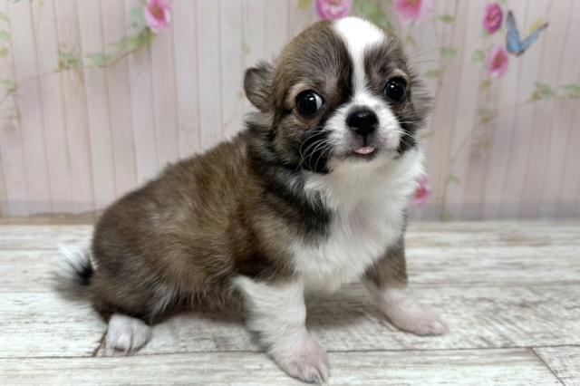 神奈川県のチワワ(ロング) (Coo&RIKU横須賀店/2025年10月27日生まれ/女の子/レッドホワイト)の子犬の3枚目の画像