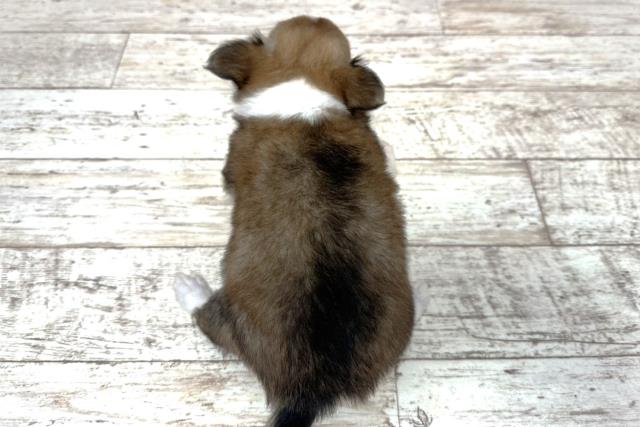 神奈川県のチワワ(ロング) (Coo&RIKU横須賀店/2025年10月27日生まれ/女の子/レッドホワイト)の子犬の4枚目の画像