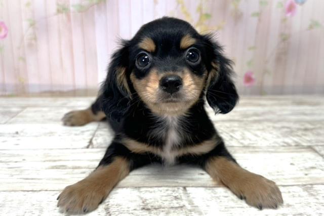 北海道のチワックス(チワワ×ダックス) (Coo&RIKU札幌東店/2025年11月1日生まれ/男の子/ブラックタン)の子犬の1枚目の画像