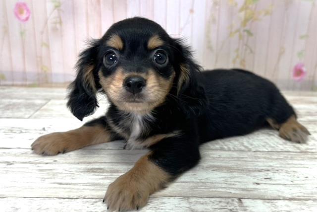 北海道のチワックス(チワワ×ダックス) (Coo&RIKU札幌東店/2025年11月1日生まれ/男の子/ブラックタン)の子犬の2枚目の画像