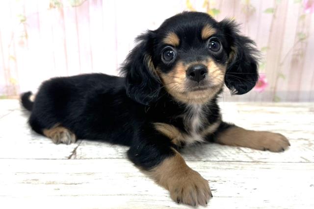 北海道のチワックス(チワワ×ダックス) (Coo&RIKU札幌東店/2025年11月1日生まれ/男の子/ブラックタン)の子犬の3枚目の画像