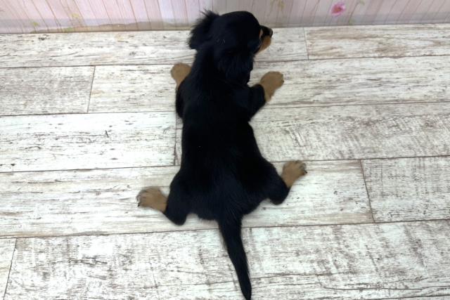 北海道のチワックス(チワワ×ダックス) (Coo&RIKU札幌東店/2025年11月1日生まれ/男の子/ブラックタン)の子犬の4枚目の画像