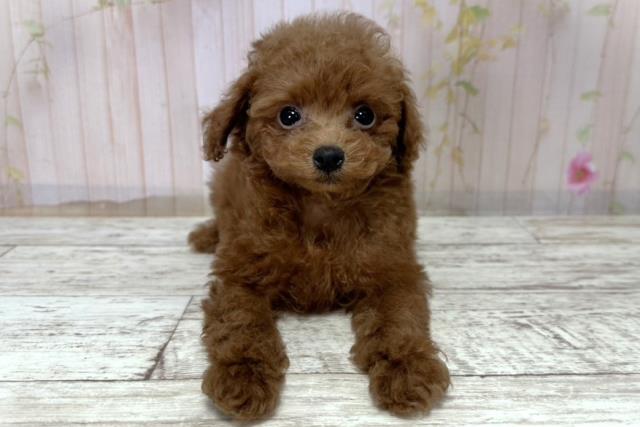 北海道のトイプードル(トイ) (Coo&RIKU札幌西店/2025年10月29日生まれ/女の子/レッド)の子犬の1枚目の画像