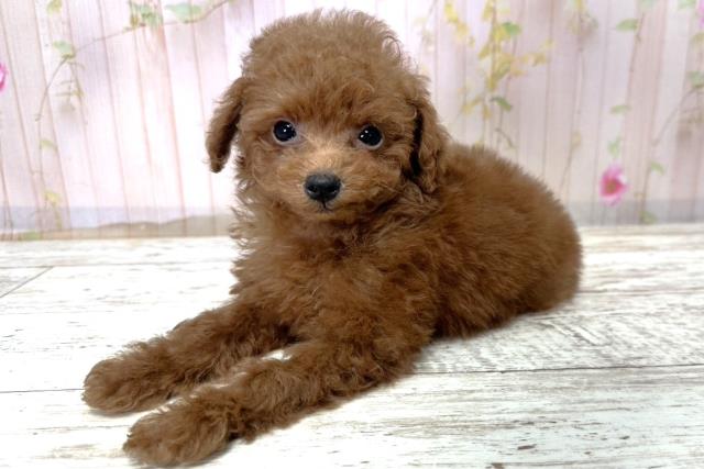 北海道のトイプードル(トイ) (Coo&RIKU札幌西店/2025年10月29日生まれ/女の子/レッド)の子犬の2枚目の画像