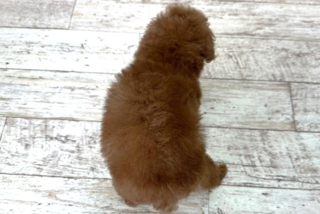 北海道のトイプードル(トイ) (Coo&RIKU札幌西店/2025年10月29日生まれ/女の子/レッド)の子犬の4枚目の画像