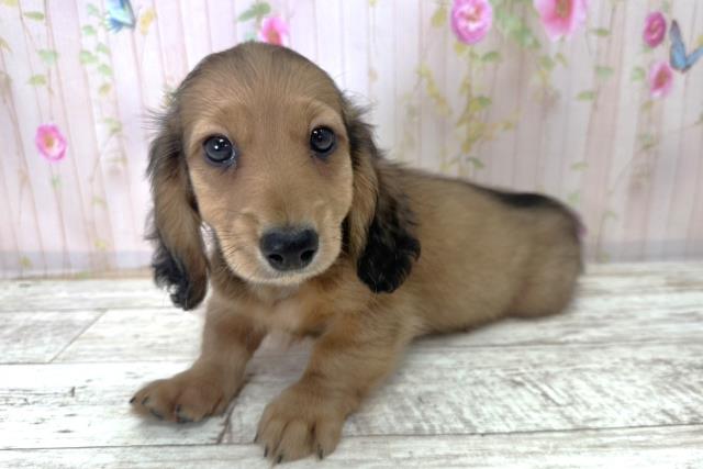 神奈川県のカニンヘンダックスフンド(ロング) (Coo&RIKU横須賀店/2025年10月28日生まれ/男の子/シェーデットレッド)の子犬の2枚目の画像