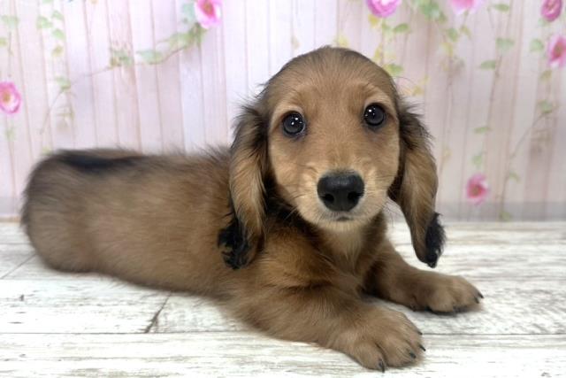 神奈川県のカニンヘンダックスフンド(ロング) (Coo&RIKU横須賀店/2025年10月28日生まれ/男の子/シェーデットレッド)の子犬の3枚目の画像