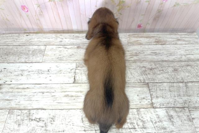 神奈川県のカニンヘンダックスフンド(ロング) (Coo&RIKU横須賀店/2025年10月28日生まれ/男の子/シェーデットレッド)の子犬の4枚目の画像