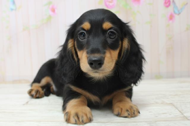 神奈川県のカニンヘンダックスフンド(ロング) (Coo&RIKU藤沢店/2025年10月28日生まれ/男の子/ブラックタン)の子犬の1枚目の画像