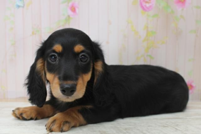 神奈川県のカニンヘンダックスフンド(ロング) (Coo&RIKU藤沢店/2025年10月28日生まれ/男の子/ブラックタン)の子犬の2枚目の画像