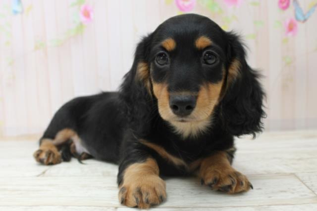 神奈川県のカニンヘンダックスフンド(ロング) (Coo&RIKU藤沢店/2025年10月28日生まれ/男の子/ブラックタン)の子犬の3枚目の画像