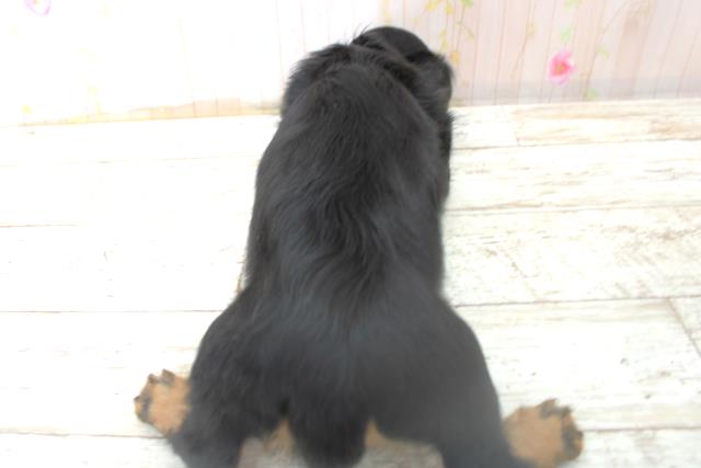 神奈川県のカニンヘンダックスフンド(ロング) (Coo&RIKU藤沢店/2025年10月28日生まれ/男の子/ブラックタン)の子犬の4枚目の画像