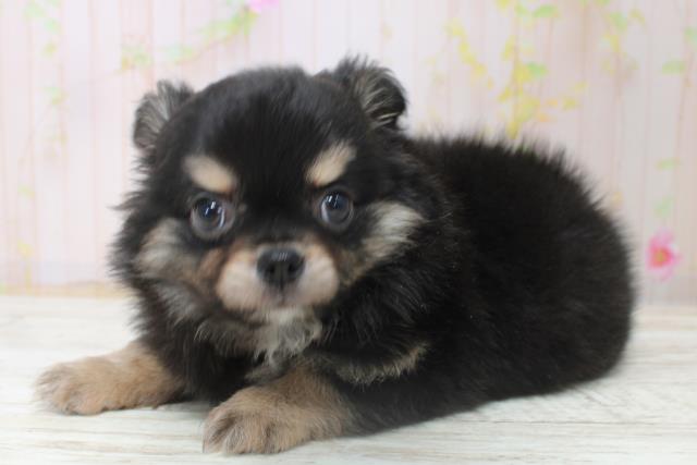 北海道のチワワ(ロング) (Coo&RIKU苫小牧店/2025年10月31日生まれ/男の子/ブラックタン)の子犬の2枚目の画像