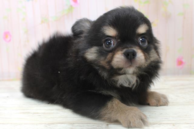 北海道のチワワ(ロング) (Coo&RIKU苫小牧店/2025年10月31日生まれ/男の子/ブラックタン)の子犬の3枚目の画像