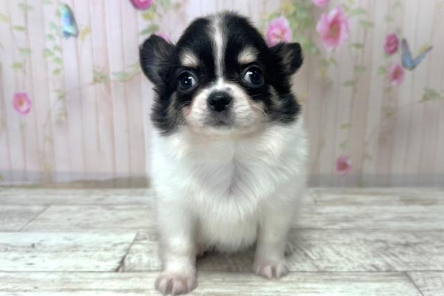 北海道のチワワ(ロング) (Coo&RIKU函館店/2025年10月31日生まれ/男の子/ホワイトブラック)の子犬の1枚目の画像