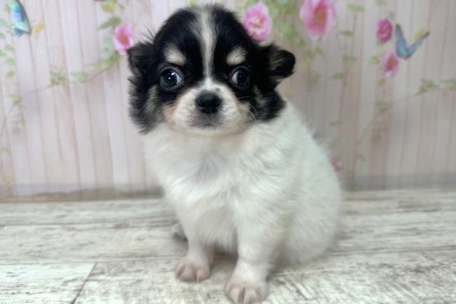 北海道のチワワ(ロング) (Coo&RIKU函館店/2025年10月31日生まれ/男の子/ホワイトブラック)の子犬の2枚目の画像