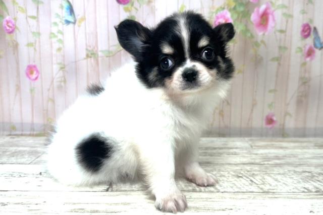 北海道のチワワ(ロング) (Coo&RIKU函館店/2025年10月31日生まれ/男の子/ホワイトブラック)の子犬の3枚目の画像