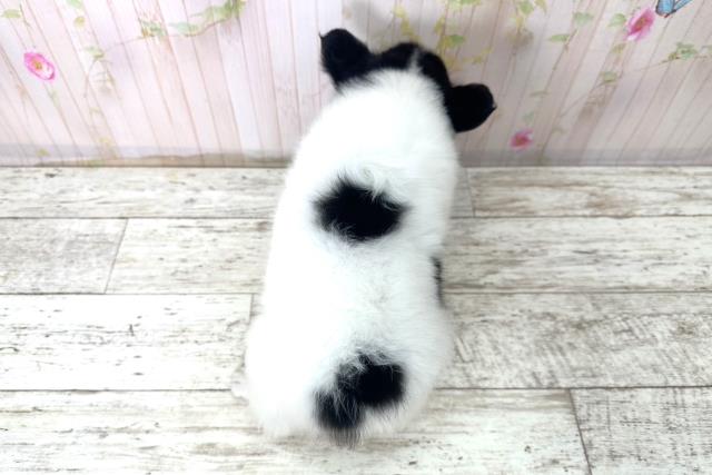 北海道のチワワ(ロング) (Coo&RIKU函館店/2025年10月31日生まれ/男の子/ホワイトブラック)の子犬の4枚目の画像