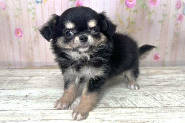 北海道のチワワ(ロング) (Coo&RIKU札幌西店/2025年10月31日生まれ/男の子/ブラックタン)の子犬の2枚目の画像