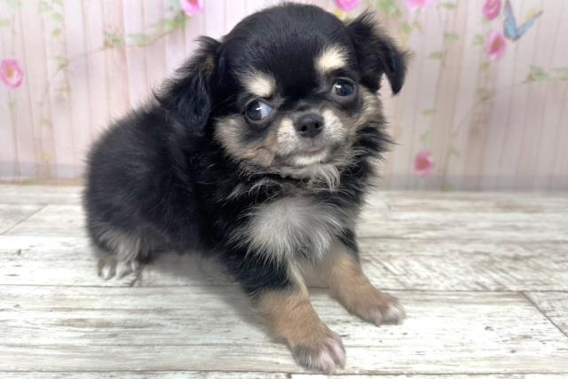 北海道のチワワ(ロング) (Coo&RIKU札幌西店/2025年10月31日生まれ/男の子/ブラックタン)の子犬の3枚目の画像