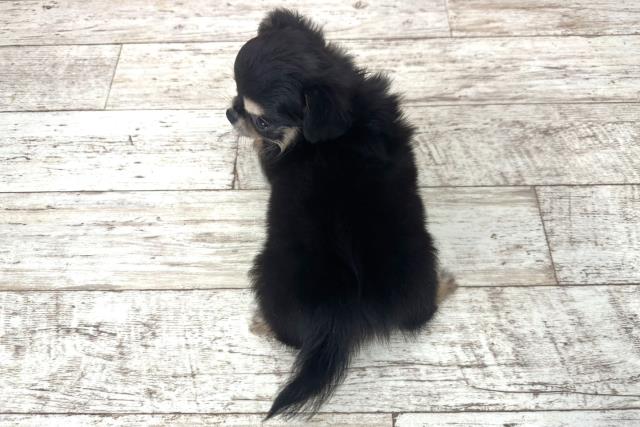 北海道のチワワ(ロング) (Coo&RIKU札幌西店/2025年10月31日生まれ/男の子/ブラックタン)の子犬の4枚目の画像