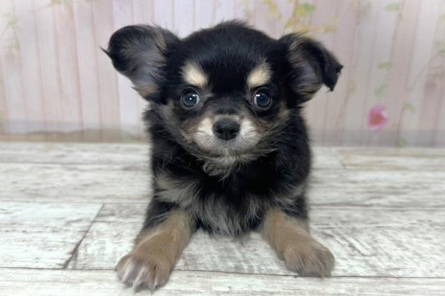 北海道のチワワ(ロング) (Coo&RIKU北見店/2025年10月31日生まれ/男の子/ブラックタン)の子犬の1枚目の画像