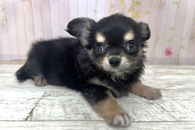 北海道のチワワ(ロング) (Coo&RIKU北見店/2025年10月31日生まれ/男の子/ブラックタン)の子犬の2枚目の画像