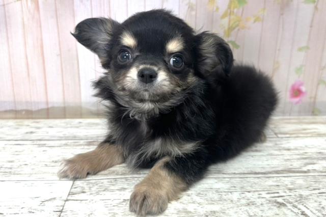 北海道のチワワ(ロング) (Coo&RIKU北見店/2025年10月31日生まれ/男の子/ブラックタン)の子犬の3枚目の画像