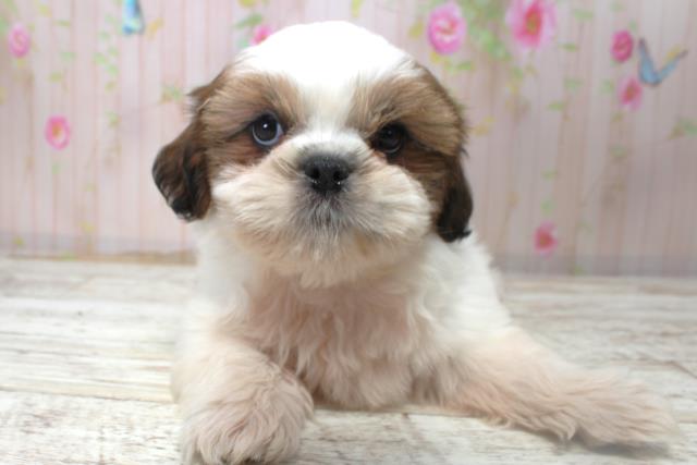 北海道のシーズー (Coo&RIKU札幌西店/2025年10月27日生まれ/男の子/ホワイトゴールド)の子犬の1枚目の画像