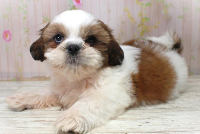 北海道のシーズー (Coo&RIKU札幌西店/2025年10月27日生まれ/男の子/ホワイトゴールド)の子犬の2枚目の画像