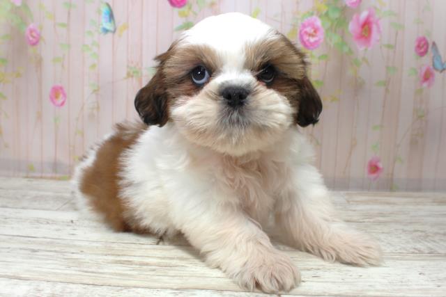 北海道のシーズー (Coo&RIKU札幌西店/2025年10月27日生まれ/男の子/ホワイトゴールド)の子犬の3枚目の画像