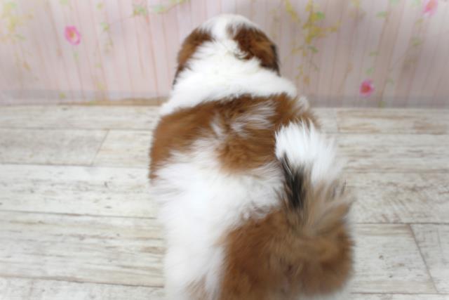 北海道のシーズー (Coo&RIKU札幌西店/2025年10月27日生まれ/男の子/ホワイトゴールド)の子犬の4枚目の画像