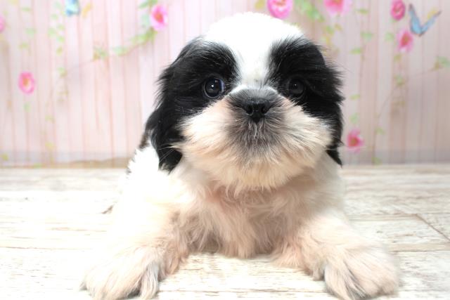 北海道のシーズー (Coo&RIKU函館店/2025年10月27日生まれ/男の子/ホワイトブラック)の子犬の1枚目の画像