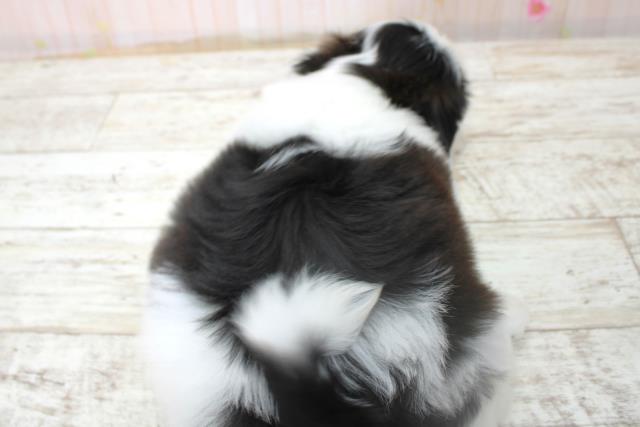 北海道のシーズー (Coo&RIKU函館店/2025年10月27日生まれ/男の子/ホワイトブラック)の子犬の4枚目の画像