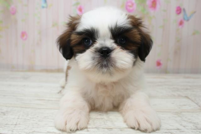 北海道のシーズー (Coo&RIKU北見店/2025年10月27日生まれ/男の子/ホワイトゴールド)の子犬の1枚目の画像