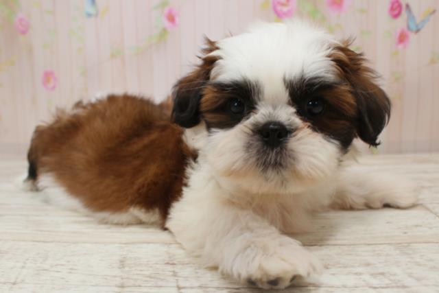 北海道のシーズー (Coo&RIKU北見店/2025年10月27日生まれ/男の子/ホワイトゴールド)の子犬の2枚目の画像