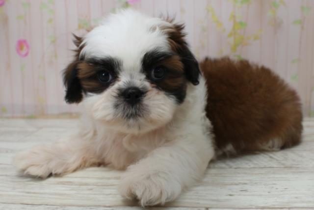 北海道のシーズー (Coo&RIKU北見店/2025年10月27日生まれ/男の子/ホワイトゴールド)の子犬の3枚目の画像