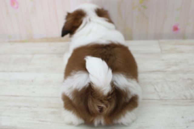 北海道のシーズー (Coo&RIKU北見店/2025年10月27日生まれ/男の子/ホワイトゴールド)の子犬の4枚目の画像