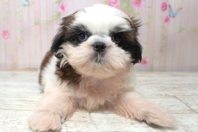 北海道のシーズー (Coo&RIKU室蘭店/2025年10月27日生まれ/女の子/ホワイトゴールド)の子犬の1枚目の画像